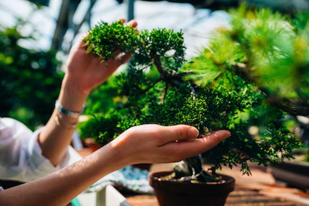 Bonsai workshop inspiration