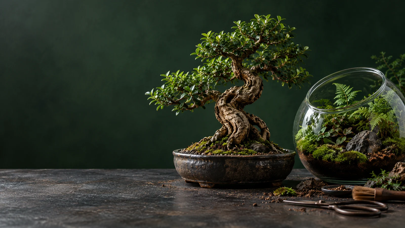 A bonsai tree and a glass terrarium on a dark botanical workbench